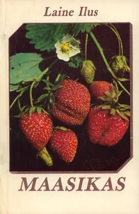 Maasikas