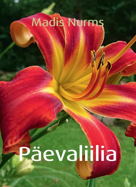 Päevaliilia - Madis Nurms (Hea Lugu, 2021). Lähivõte ühest suurest punakast päevaliilia õiest kollakate keskjoonte ja tolmukutega rohelise taimestiku taustal. Foto on eredates looduslähedastes värvides, esiplaanil domineerib detailselt jäädvustatud õis.