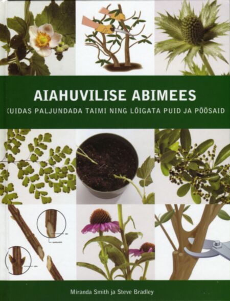 Aiahuvilise abimees